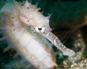 Coy Roy: Seahorse in Anilao, Philippines by Tony Cherbas 